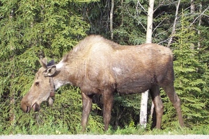 Mama moose