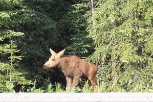 Baby moose