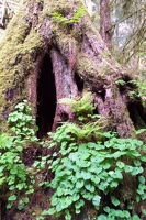 Hollow tree