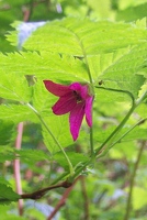 Salmonberry flower