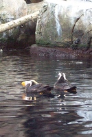 Tufted puffins