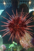 Sea urchin