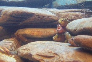 Fish party between the rocks
