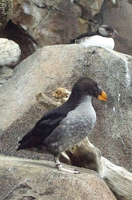 Horned puffin