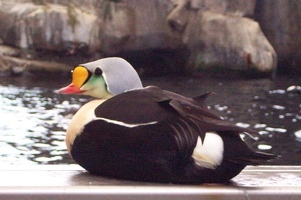 King eider duck