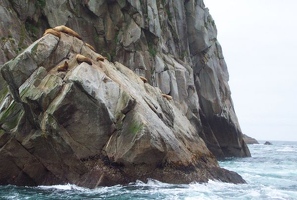 Stellar sea lions