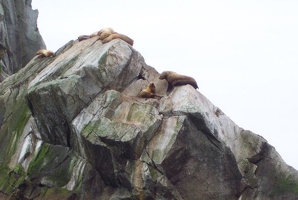 Sea lion conversation