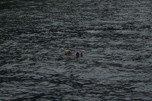 Sea otter