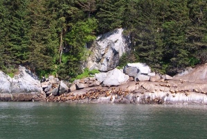 Stellar sea lion haulout