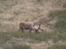 Video: Caribou or elk