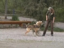 Video: Dog sled demonstration