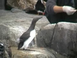 Video: Feeding birds