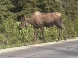 Video: Moose and babies