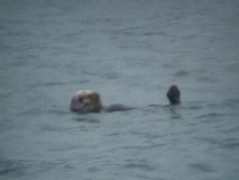 Video: Sea Otter