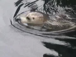Video: Seal