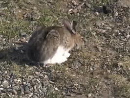 Video: Snowshoe Hares