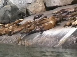 Video: Stellar sea lions