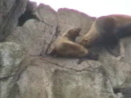 Video: Stellar sea lions