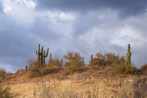 Saguaro