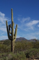 Saguaro