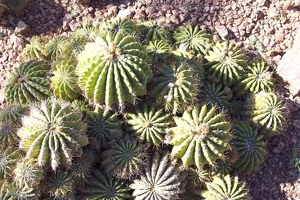 Cactus