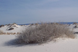 White sands