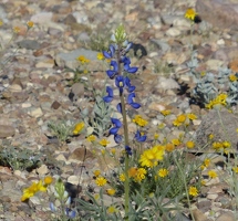 Bluebonnet