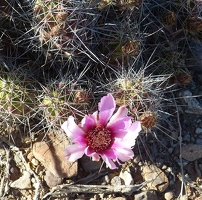 Cactus flower