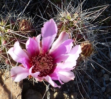 Cactus flower