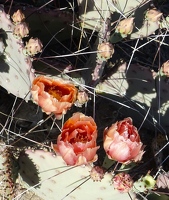 Cactus flower