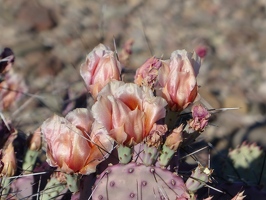 Cactus flower