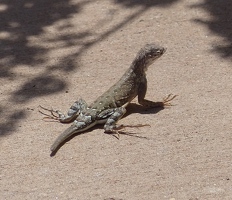 Long toed lizard