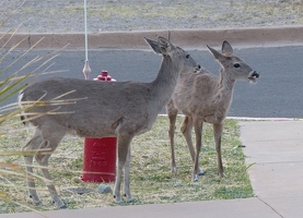 Two deer came by to eat grass