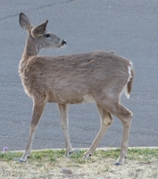 Deer