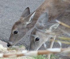 Deer browsing