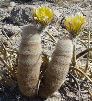 Cactus flower