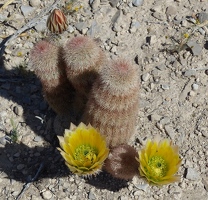 Cactus flower