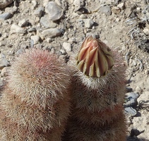 Cactus flower bud