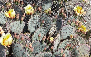 Flowering cactus