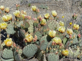 Flowering cactus