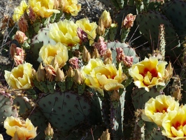 Cactus flowers