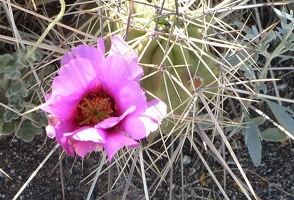 Cactus flower