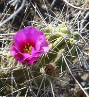 Cactus flower