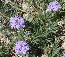 Little purple flowers