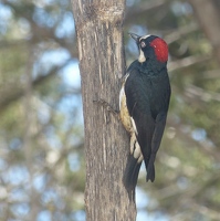 Acorn Woodpecker