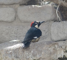 Acorn Woodpecker