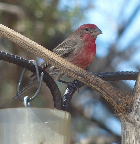 House Finch