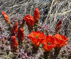 Cactus flower