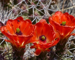 Cactus flower