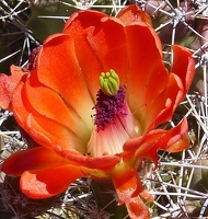 Cactus flower